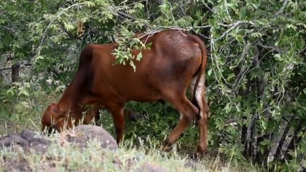 Des Images Vaches Nourrissant Dans Prairie — Video