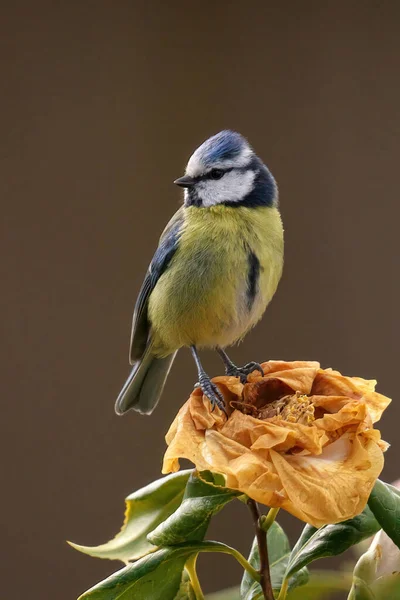 Fågel Gren Ett Träd — Stockfoto