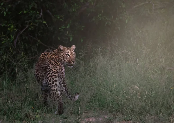 Leopardo Nell Erba Nel Parco Nazionale Del Kruger Sud Africa — Foto Stock