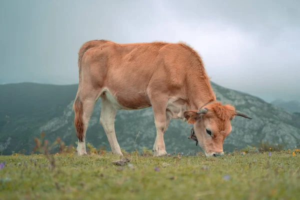 Una Vaca Las Montañas — Foto de Stock