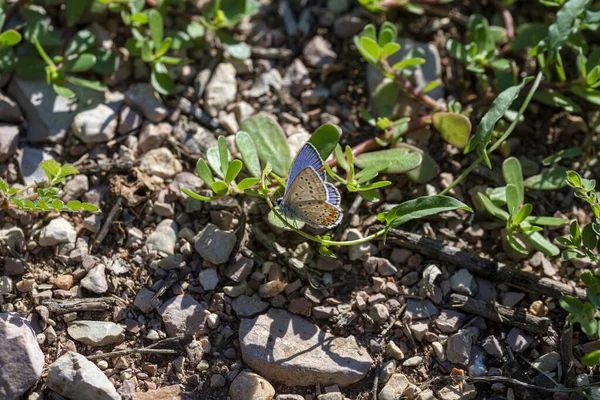 Terni Italy September 2020 Polymmatus Iacarus Butterfly Sitting Ground Very — Stok fotoğraf