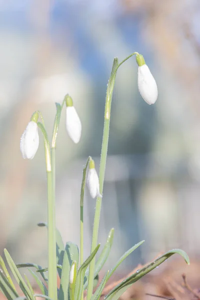 Galanthis Nivalis Snowdrop Flowers Springtime — Stock Photo, Image