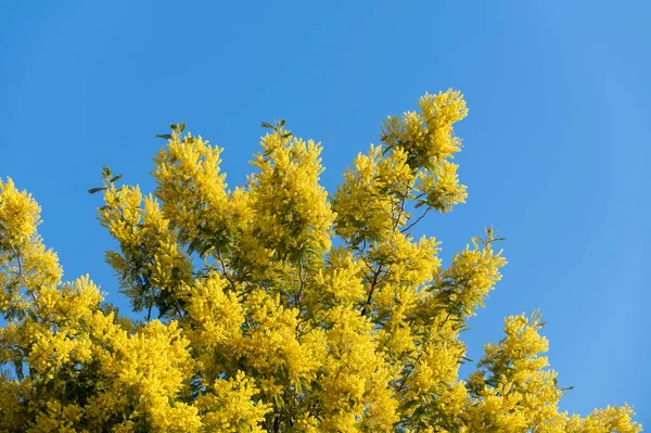 Planta Mimosa Com Uma Cor Amarela Intensa Símbolo Dia Das — Fotografia de Stock