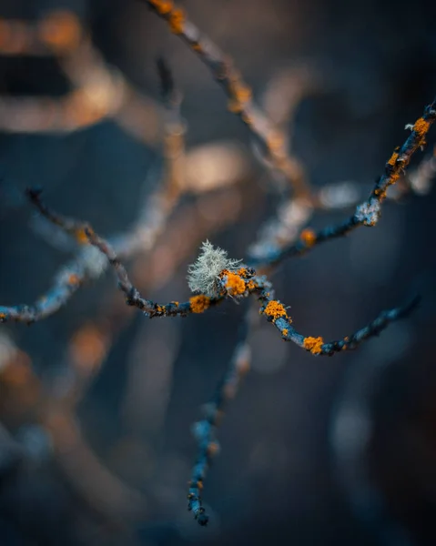 Smukke Botaniske Skud Naturlige Tapet - Stock-foto