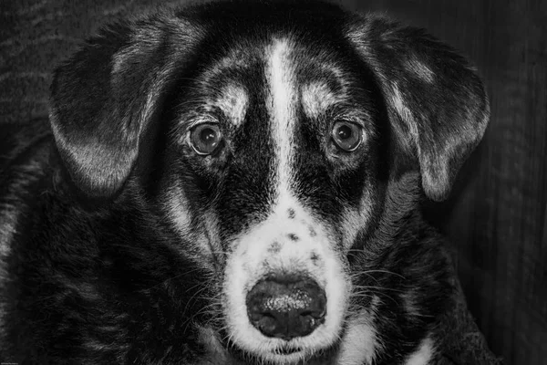 Портрет Чорно Білої Собаки — стокове фото