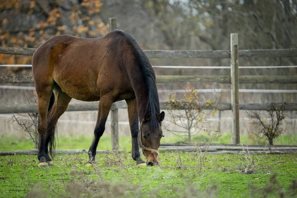 Cavalo Marrom Piquete — Fotografia de Stock