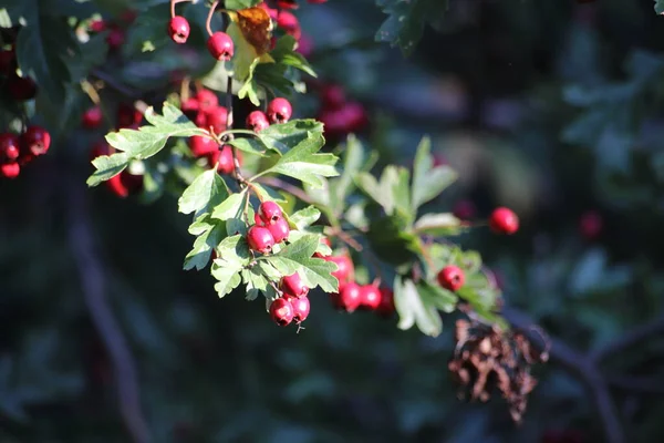 木の上の赤い果実 — ストック写真