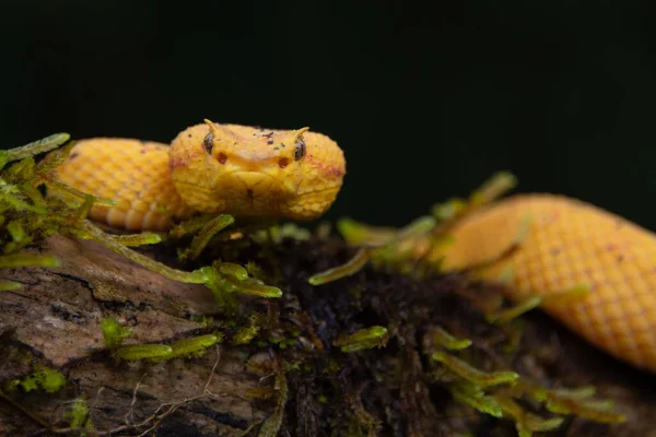 Detailní Záběr Žlutého Hada Černém Pozadí — Stock fotografie