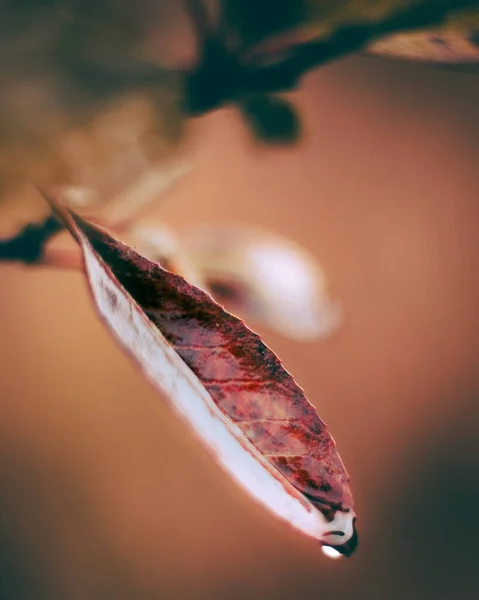 Close Leaf Plant — стоковое фото