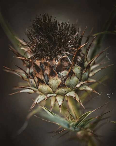 Gros Plan Cactus Dans Jardin — Photo