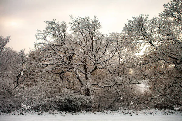 冰雪覆盖的冬季景观 — 图库照片