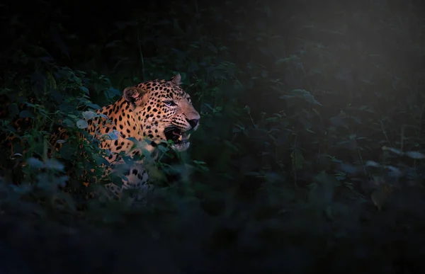 Leopardo Nella Foresta — Foto Stock