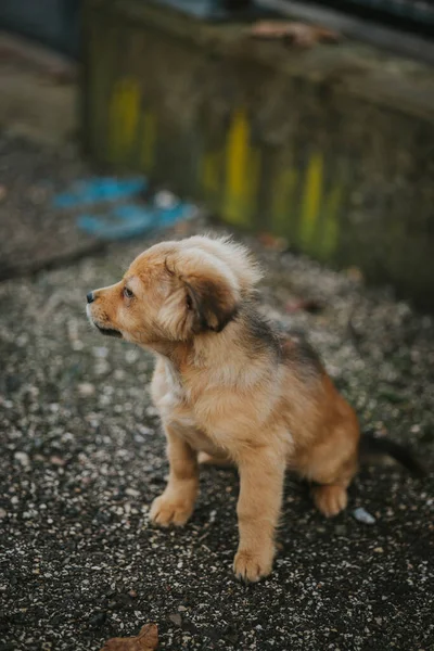 Собака Улице — стоковое фото