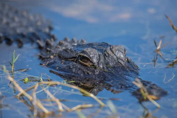 Closeup Shot Crocodile Water — Stock Photo, Image