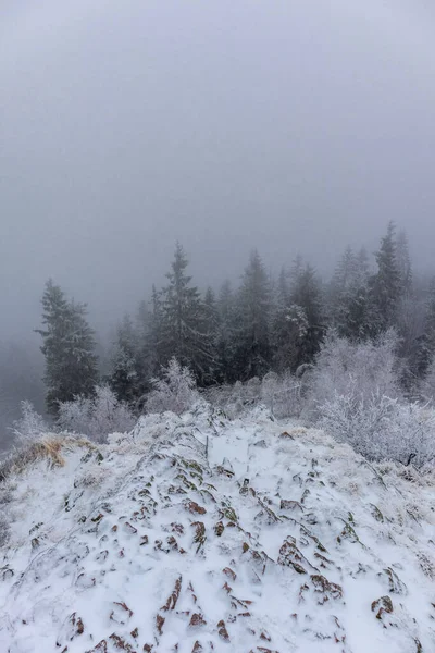 Hermoso Paisaje Invierno Con Árboles Cubiertos Nieve —  Fotos de Stock