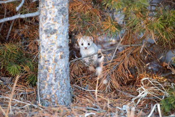 Piccolo Gatto Bianco Nella Foresta — Foto Stock