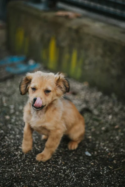 Dog Park — Stock Photo, Image