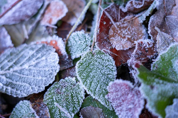 Folhas Congeladas Árvore Morta Neve — Fotografia de Stock