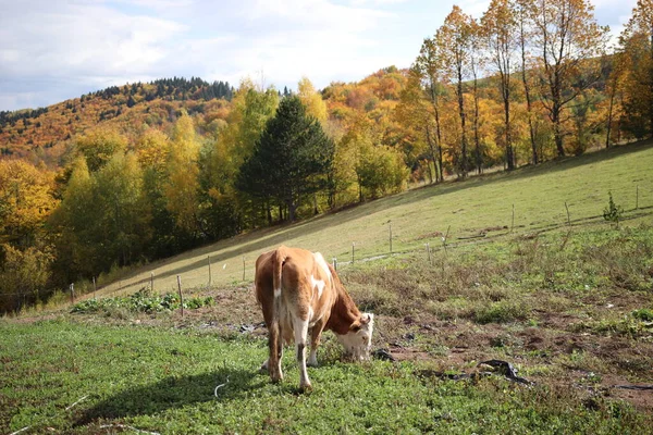 Pastoreo Vacas Bosque Otoñal —  Fotos de Stock