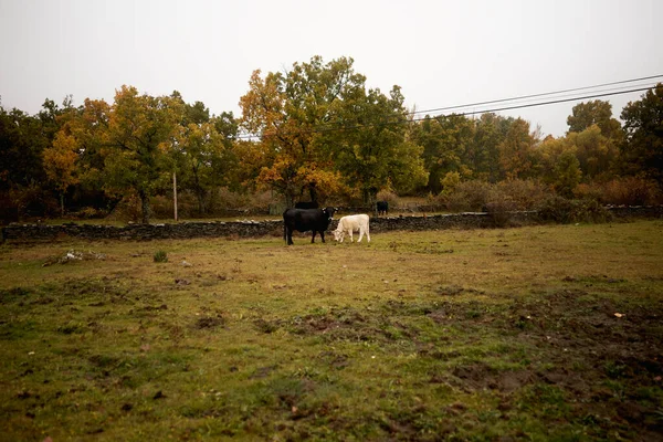 Stádo Krav Pasoucích Poli — Stock fotografie