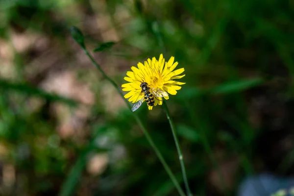 Eupeodes Luniger Sur Fleur Jaune — Photo