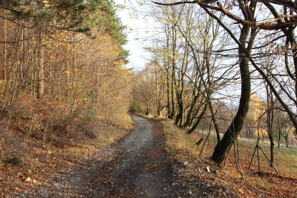 Parktaki Sonbahar Ormanı — Stok fotoğraf