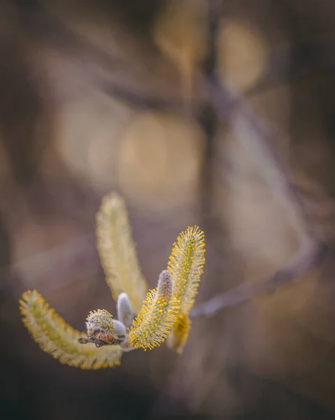 Fleurs Printanières Dans Forêt — Photo