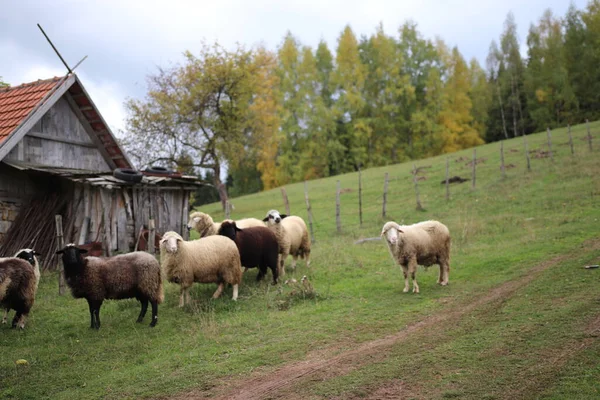 Pâturage Des Moutons Sur Pâturage Dans Les Montagnes — Photo