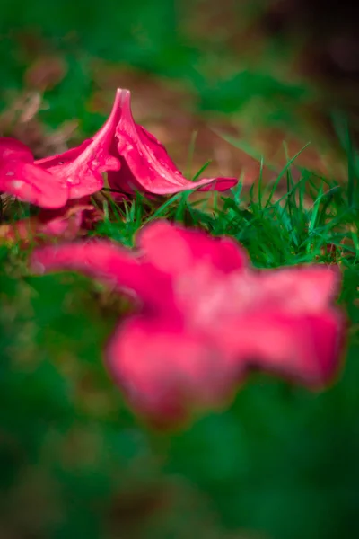 Gyönyörű Vörös Levelek Kertben — Stock Fotó