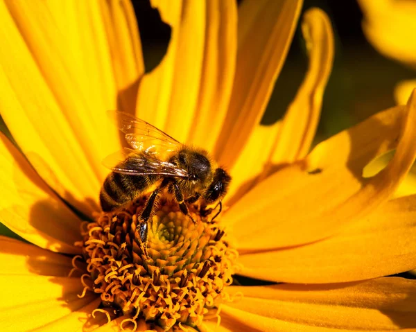 Bij Een Bloem — Stockfoto