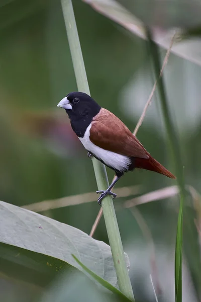 Piękne Ujęcie Młodego Ptaka Naturalnym Środowisku — Zdjęcie stockowe