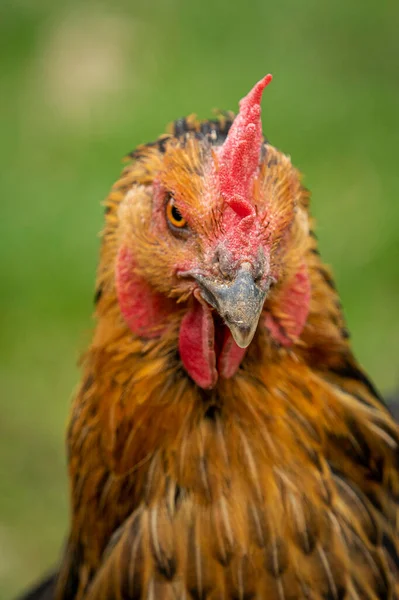 Nahaufnahme Eines Rothaarigen Huhns — Stockfoto