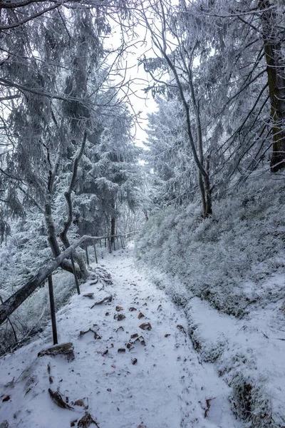 Paysage Hivernal Forêt Montagne — Photo