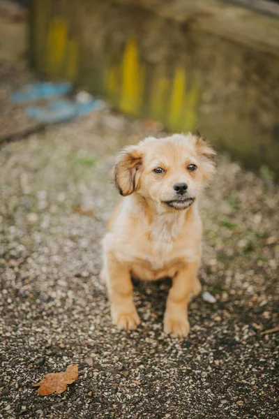 Parktaki Köpek — Stok fotoğraf