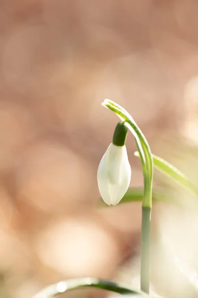 Galanto Nivalis Kwiaty Śniegu Wiosna — Zdjęcie stockowe