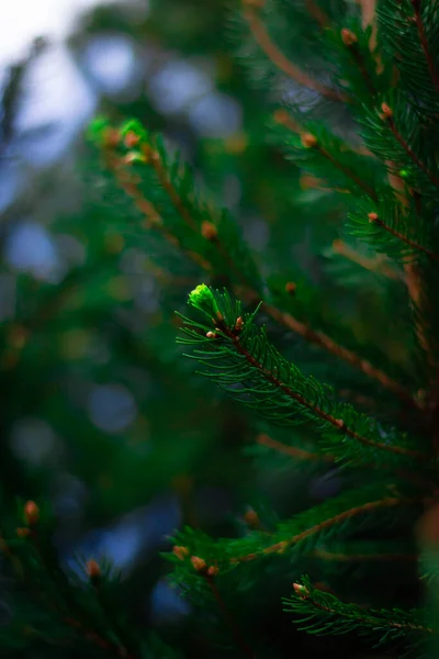 Зеленая Ель Ветви Конусами Фоне Леса — стоковое фото
