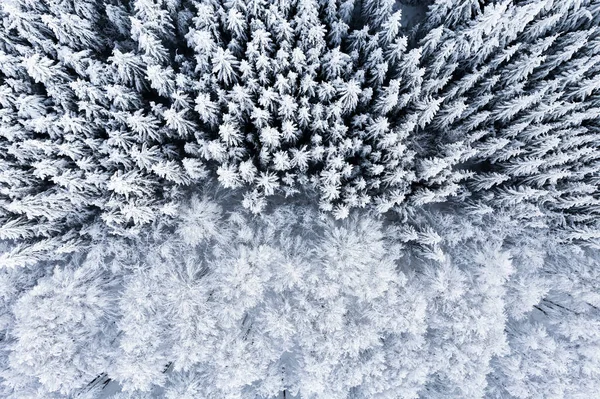 Paisagem Inverno Com Árvores Cobertas Neve — Fotografia de Stock