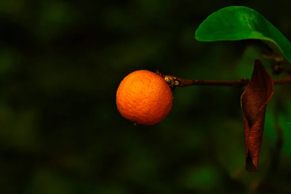 紧贴在树上的绿色和橙色水果上 — 图库照片