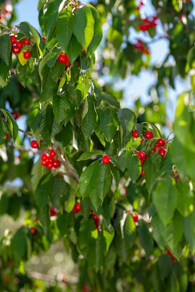 Kirschzweig Mit Kirschen Leuchtenden Sommerfarben — Stockfoto