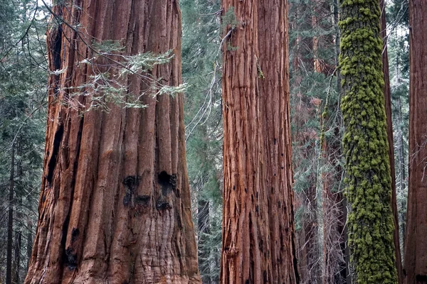 Svislý Záběr Dřevěného Plotu Velkým Kmenem Stromu — Stock fotografie