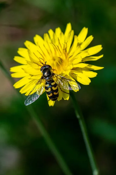 Sarı Çiçekte Öpeodes Luniger — Stok fotoğraf