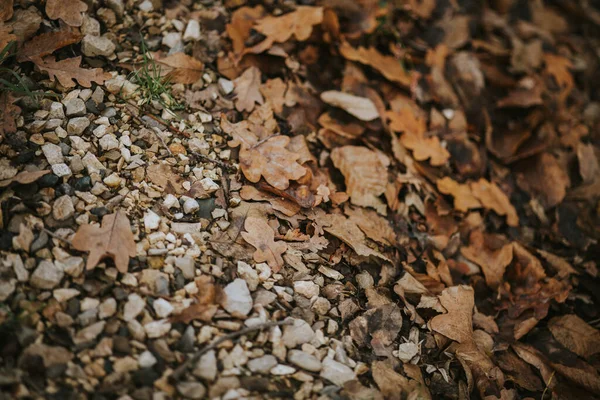 Foglie Autunnali Autunno Stagione Flora — Foto Stock