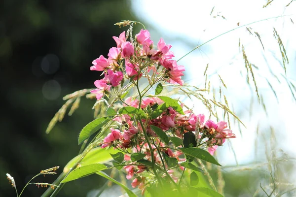 Belles Fleurs Roses Dans Jardin — Photo