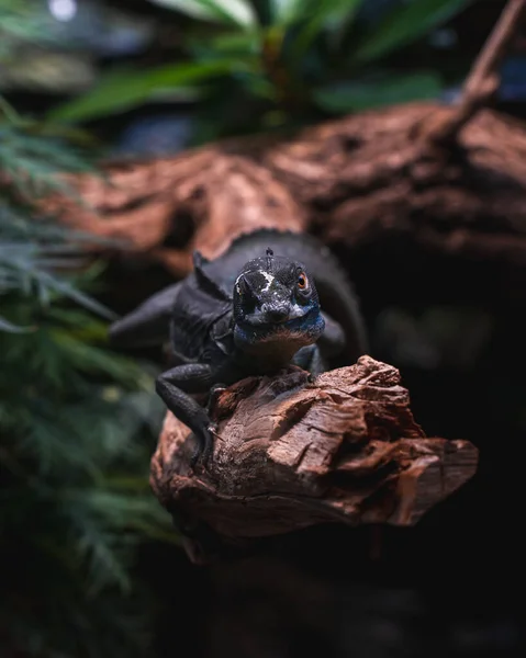 Eidechse Auf Einem Baum — Stockfoto