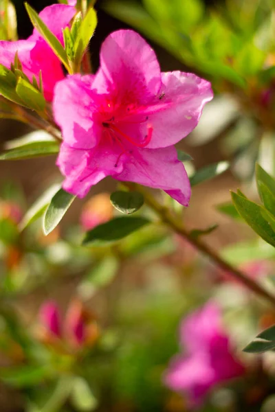 Belas Flores Cor Rosa Jardim — Fotografia de Stock