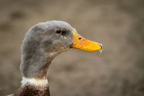 Portrait Beautiful Goose Park — Stock Photo, Image