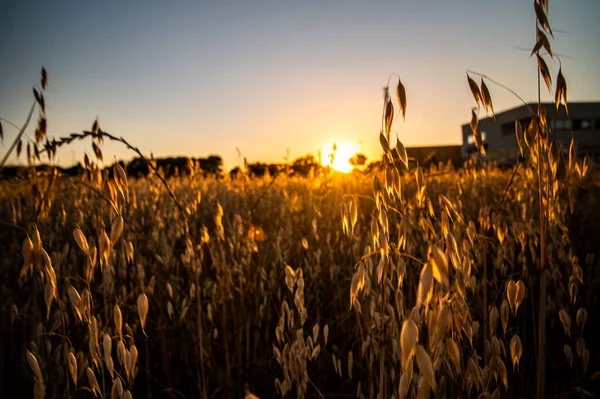 Ditch Grass Sunset Orange Color Summer Time — Stock Photo, Image