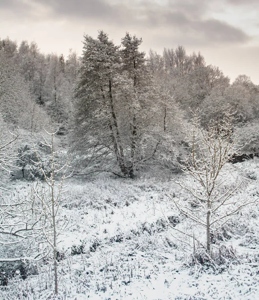 Paisaje Invernal Con Árboles Cubiertos Nieve —  Fotos de Stock