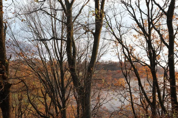 Autumn Landscape Trees — Stock Photo, Image