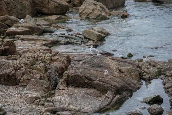 Pedras Praia — Fotografia de Stock